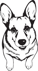 Corgi puppy. Hand drawn vector illustration