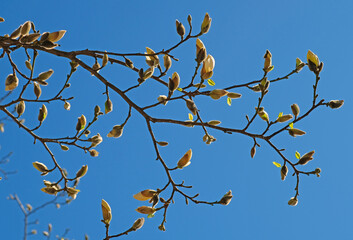 White magnolia buds on a blue sky background
