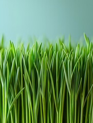 Fototapeta premium Macro photography of tender grass
