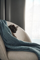 A grey cat peeks out from beneath a soft blue throw draped over a modern chair. The scene feels...