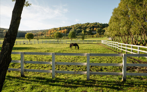 Horse in a paddock - panoramic view. Brown horse grazing in an enclosure surrounded with white fence. Countryside autumn landscape with trees on hillside in the background.