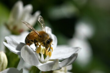 Abeille du jardin 31