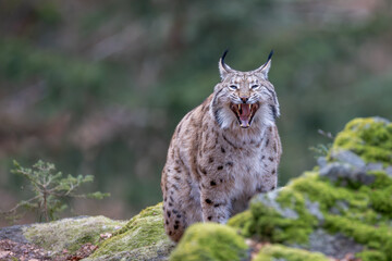 Luchs im Frühling