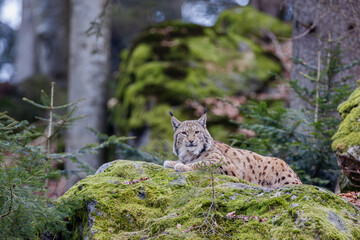 Luchs im Frühling