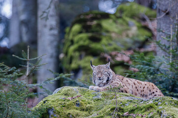 Luchs im Frühling