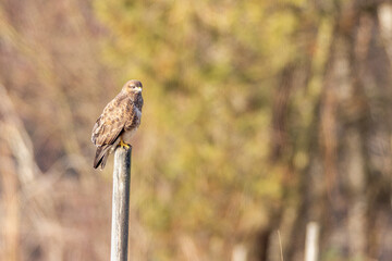 Mäusebussard auf Ansitz