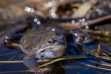 Common frog or grass frog (Rana temporaria). Male common frog during breeding season showing the nuptial pad,  and a blue grey hue. 