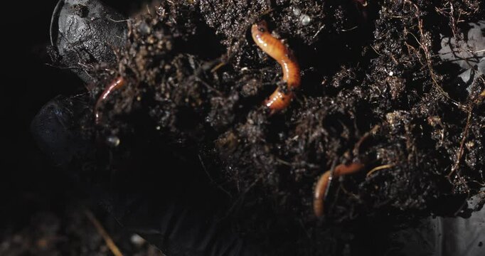 Gardener's gloved hand displays earthworms vital for composting and healthy soil. Nutrient cycling, vermicomposting detail.