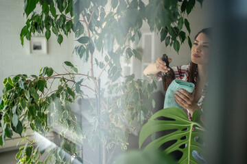 Obraz premium Woman taking care of houseplants spraying and cleaning leaves at home