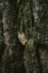 Forest landscape with tree textures
