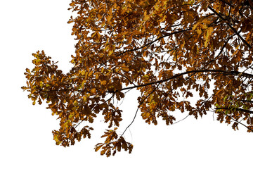 Photo of a natural oak branch with leaves on a transparent background