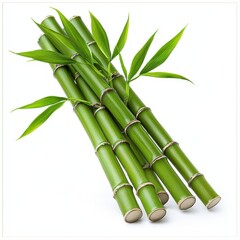 Fototapeta premium A group of strong and tall bamboo stalks standing upright with lush green leaves in a natural environment isolated