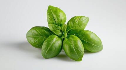 Obraz premium A beautiful bunch of fresh basil leaves gathered together and isolated on a white background displaying their lush green