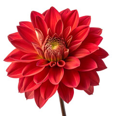 red dahlia flower png 