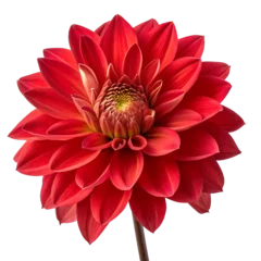 Fototapete red dahlia flower png  © Fuad