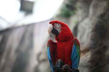 Parrot indoors