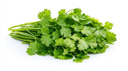 Bountiful bunch of fresh cilantro coriander leaves perfectly arranged on a wooden platform for culinary delight