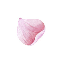 Flowers petal rose pink watercolor illustration isolated on white. Rosehip hand drawn botanical sketch. Dog rose blossoms for label, packaging, floral wedding. Apple, cherry flower for greeting card