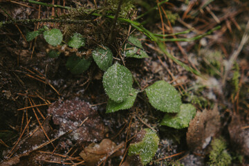 Fototapeta premium Textured tree trunks in the forest