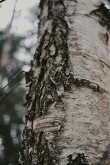branches and leaves in forest