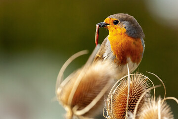 Robin on teasel with worm in beak close up