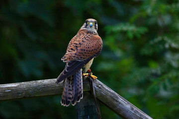 Kestrel sitting on a branch looking back