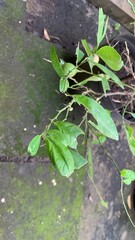 Green plants in the garden