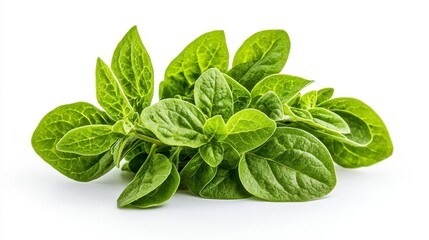 Fototapeta premium Freshly plucked basil leaves displayed on a clean white background perfect for culinary use and decoration