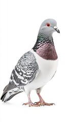 Fototapeta premium A captivating pigeon isolated on a white background highlighting its distinctive features and colorful appearance
