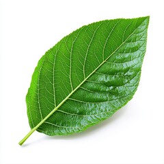 Close-up of a vibrant green plantain leaf isolated on a white background showcasing intricate veins and texture