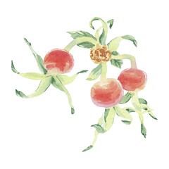 Wild rose pink watercolor illustration isolated on white. Rosehip flowers hand drawn botanical sketch. Dog rose blossoms for label, packaging, floral wedding. Apple and cherry flower for greeting card