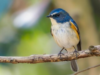 Fototapeta premium 森の木陰で周りを見渡しているルリビタキの雄