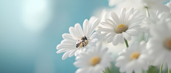 A delicate bee perches on a white daisy, capturing the purity and harmony of nature in a tranquil moment.