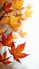 Fototapeta premium Golden autumn leaves, crisp & dry, on pristine white , minimal, macro, rustic
