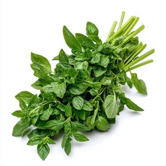 Obraz premium Freshly harvested thai basil leaves isolated on white background highlighting their green color and aromatic nature