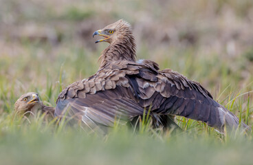 Fototapeta premium Lesser spotted eagle - pair of birds in spring