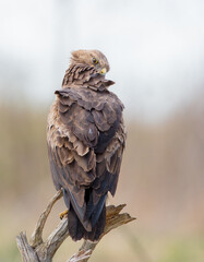 Lesser spotted eagle - male bird in spring