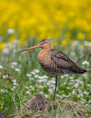 The black-tailed godwit - adult bird at a wet fields in late spring