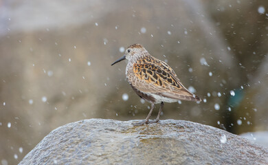 Dunlin - at a seashore on the autumn migration way