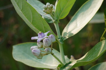 Obraz premium Calotropis gigantea, also known as crown flower or giant milkweed is blooming on its plant