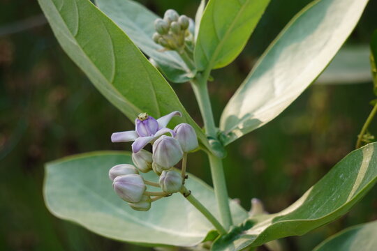 Calotropis gigantea, also known as crown flower or giant milkweed is blooming on its plant