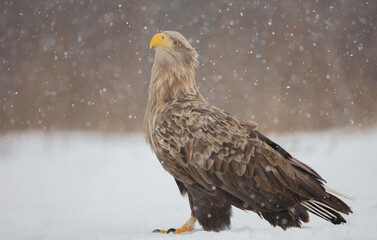 The white-tailed eagle - adult male - in early spring at the wet forest during the snowstorm