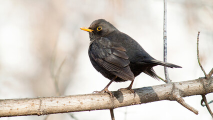 blackbird on a branch