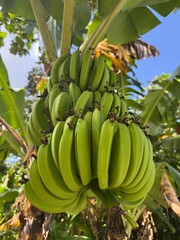 A bunch of plantains hanging from a tree