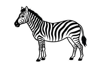 zebra isolated on white background