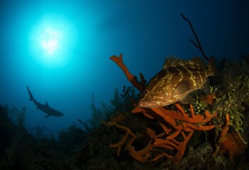 Grouper on the reef covered with sponges and corals and a shark in the background