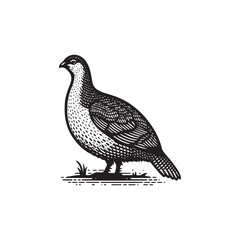 Obraz premium Simple Sage Grouse Side View Vector Icon – Vintage Logo & Retro Illustration