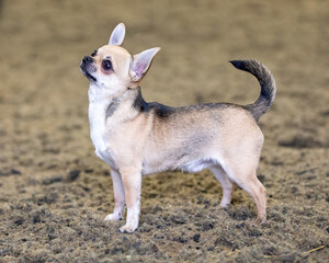 Cute little Chihuahua dog