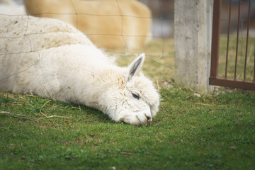 A white Huacaya alpaca squeezes its head under a fence. The grass is greener on the other side of...