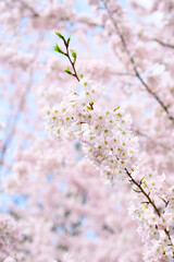Welcome symbol of spring, pale pink flowers blooming on an ornamental cherry tree, fresh pastel pink nature background
